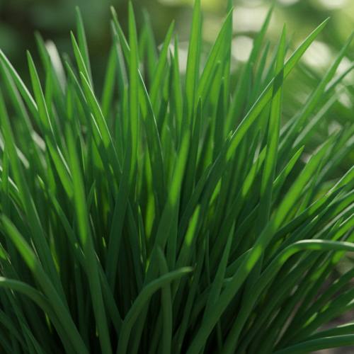 부추 요리 추천 재료