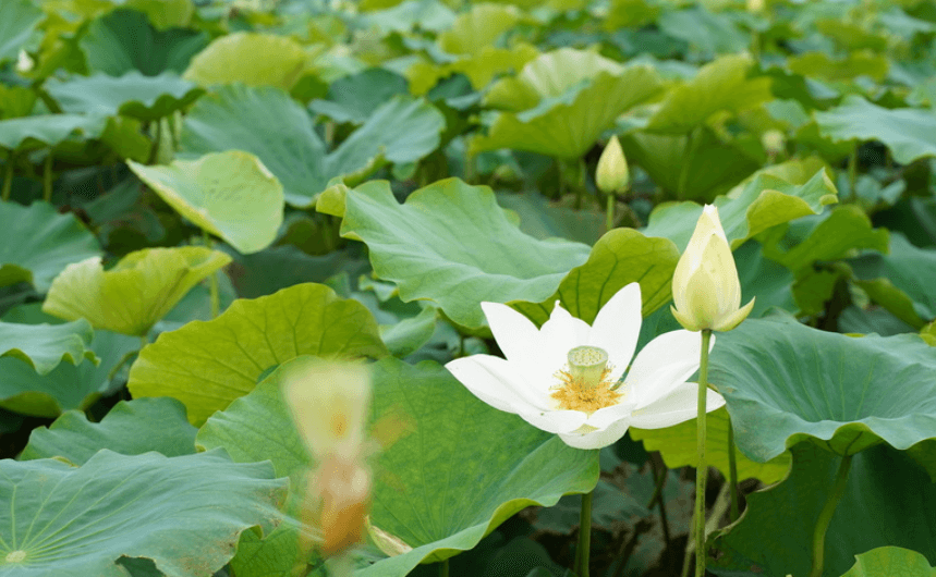 무안 연꽃 축제 회산 백련지 입장료&amp;#44; 축제 일정&amp;#44; 초대가수