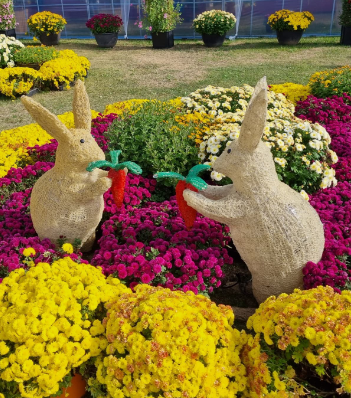 가을국화축제-아침고요수목원-피나클랜드