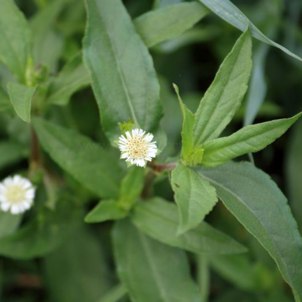 한련초 (예장초)