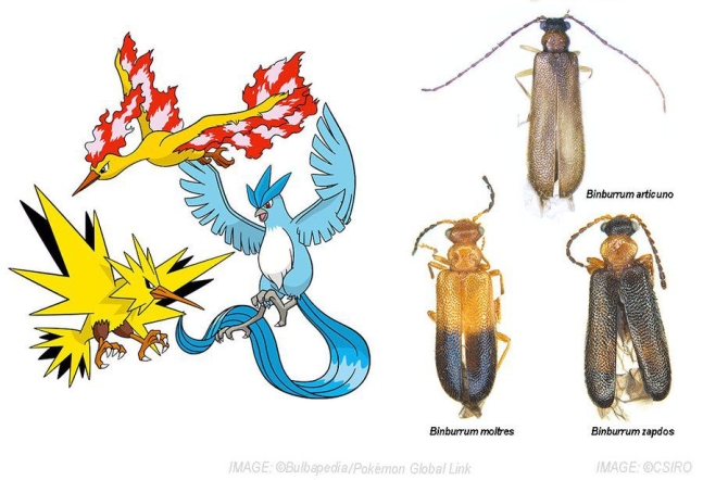 호주 과학자는 2019년에 발생한 대형 산불로 파괴된 생태계를 복원하기 위한 기금을 마련하기 위해 새로 발견된 딱정벌레 3종에 포켓몬에 나오는 요괴 이름을 붙였다