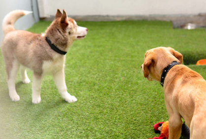 인조잔디에서 노는 개