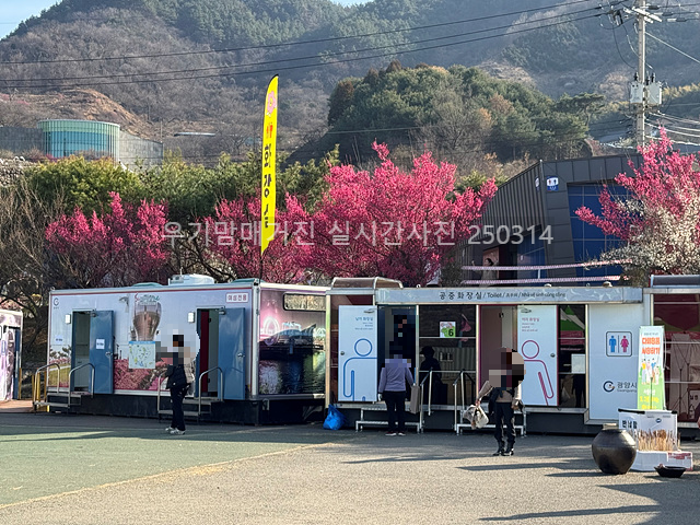 2025 광양매화축제 일정 실시간 개화 주차장