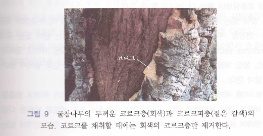 굴참나무 코르크
