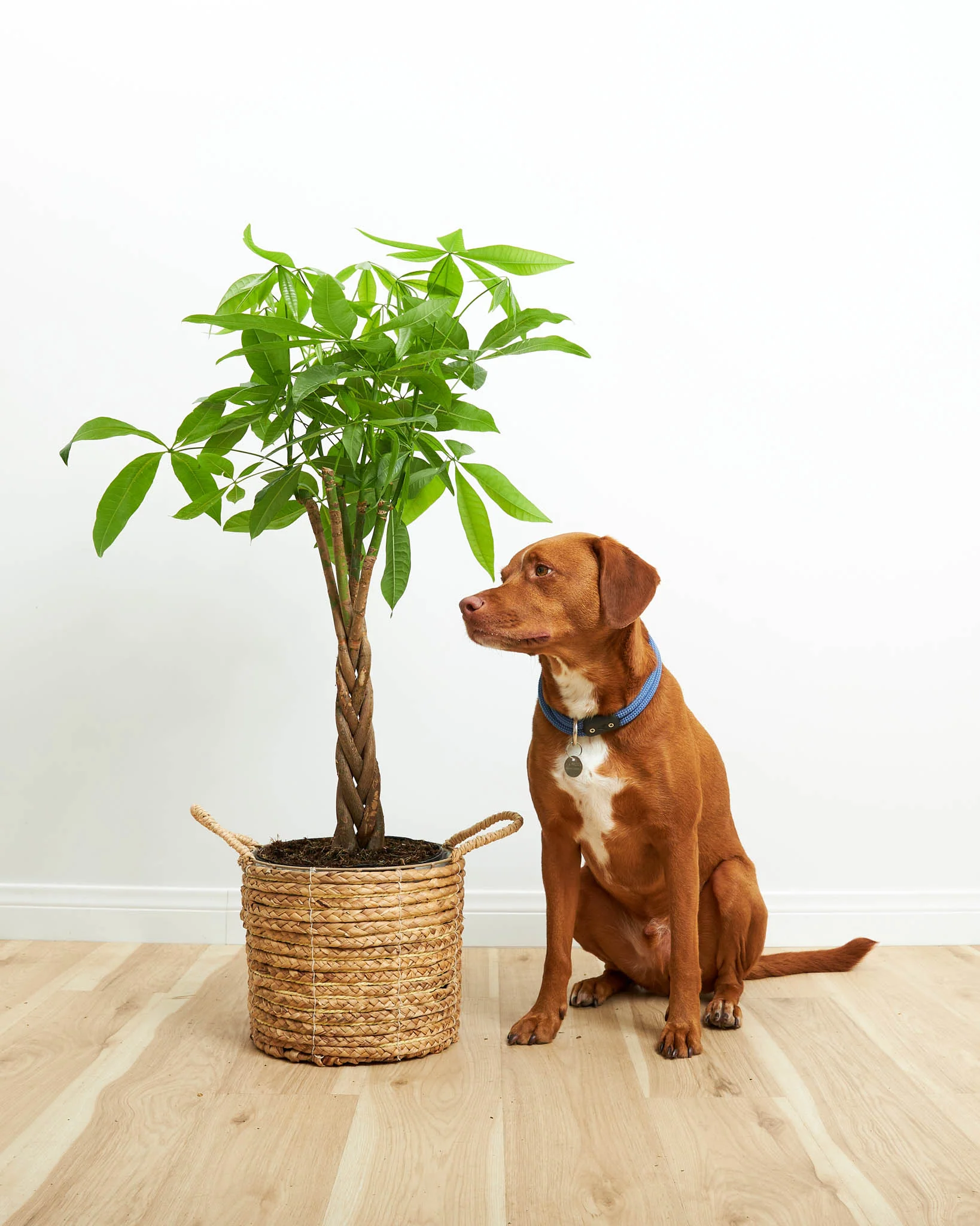 돈 나무(Money Tree)