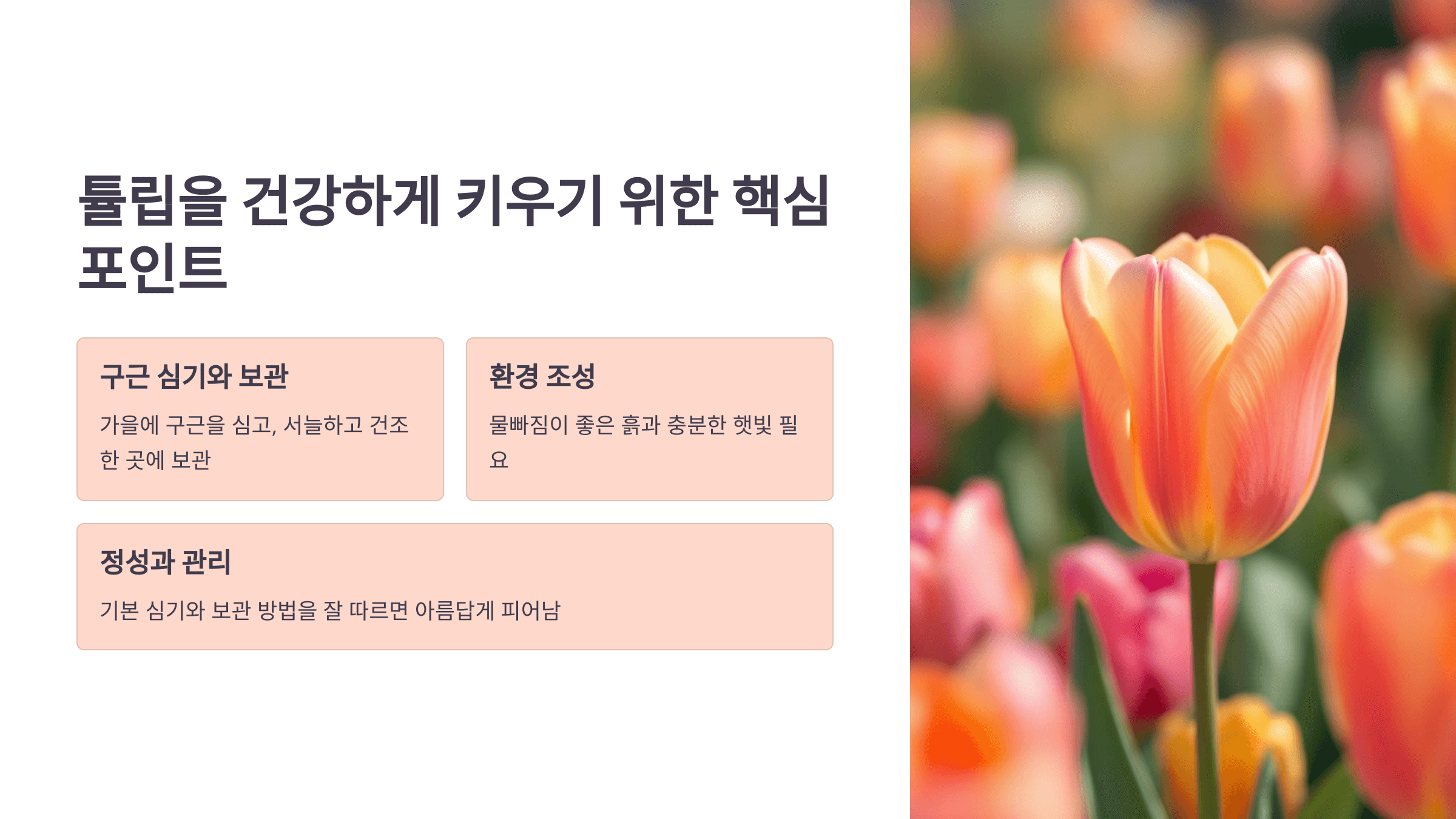 튤립과 관련된 사진입니다.