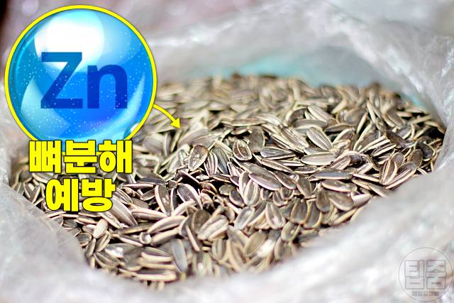 골밀도 높이는 음식 해바라기씨 뼈튼튼해지는음식