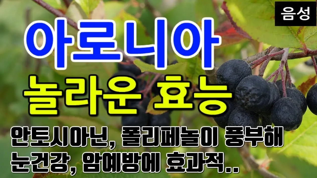 아로니아 효능 칼로리 권장섭취량_3