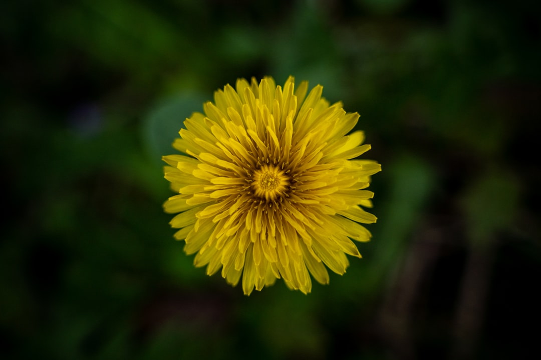 Essence