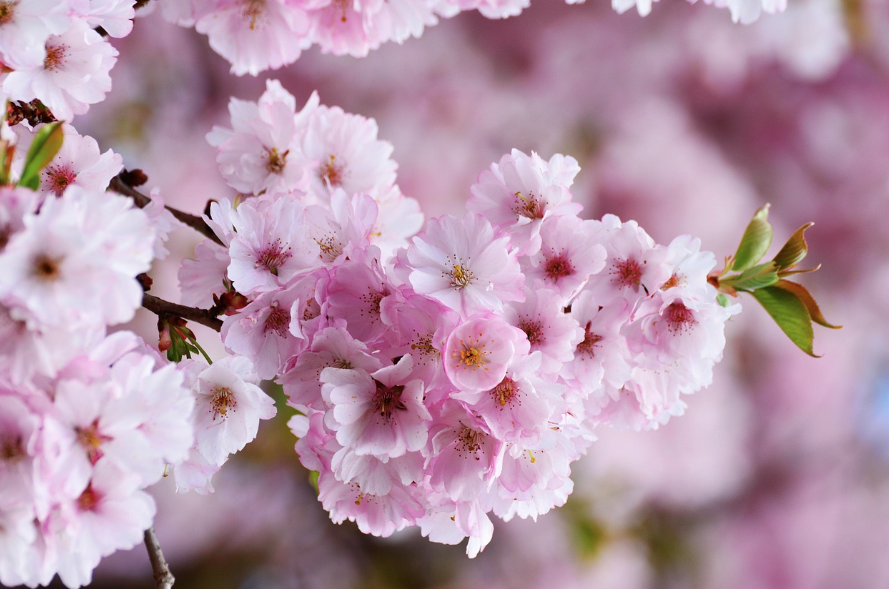 여의도 벚꽃 축제