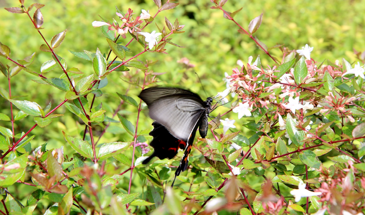 당진 삼선산수목원