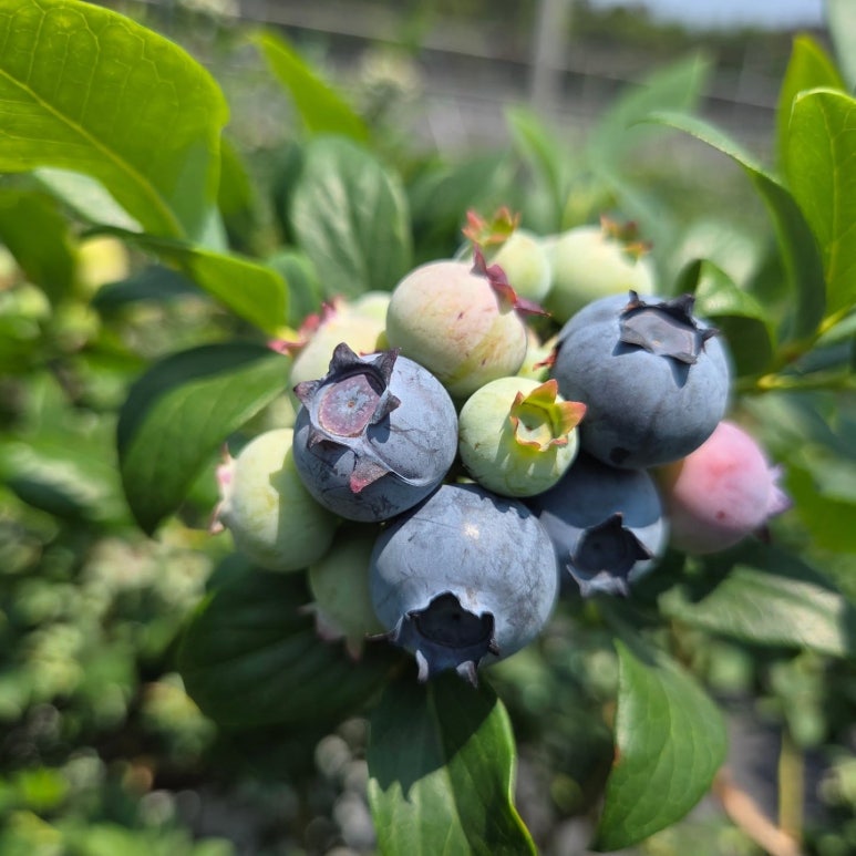 피로할 때 꼭 먹어야 할 음식 추천