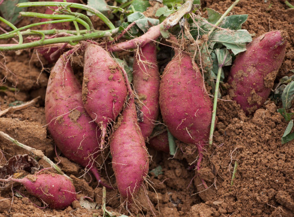 고구마의 건강 효능