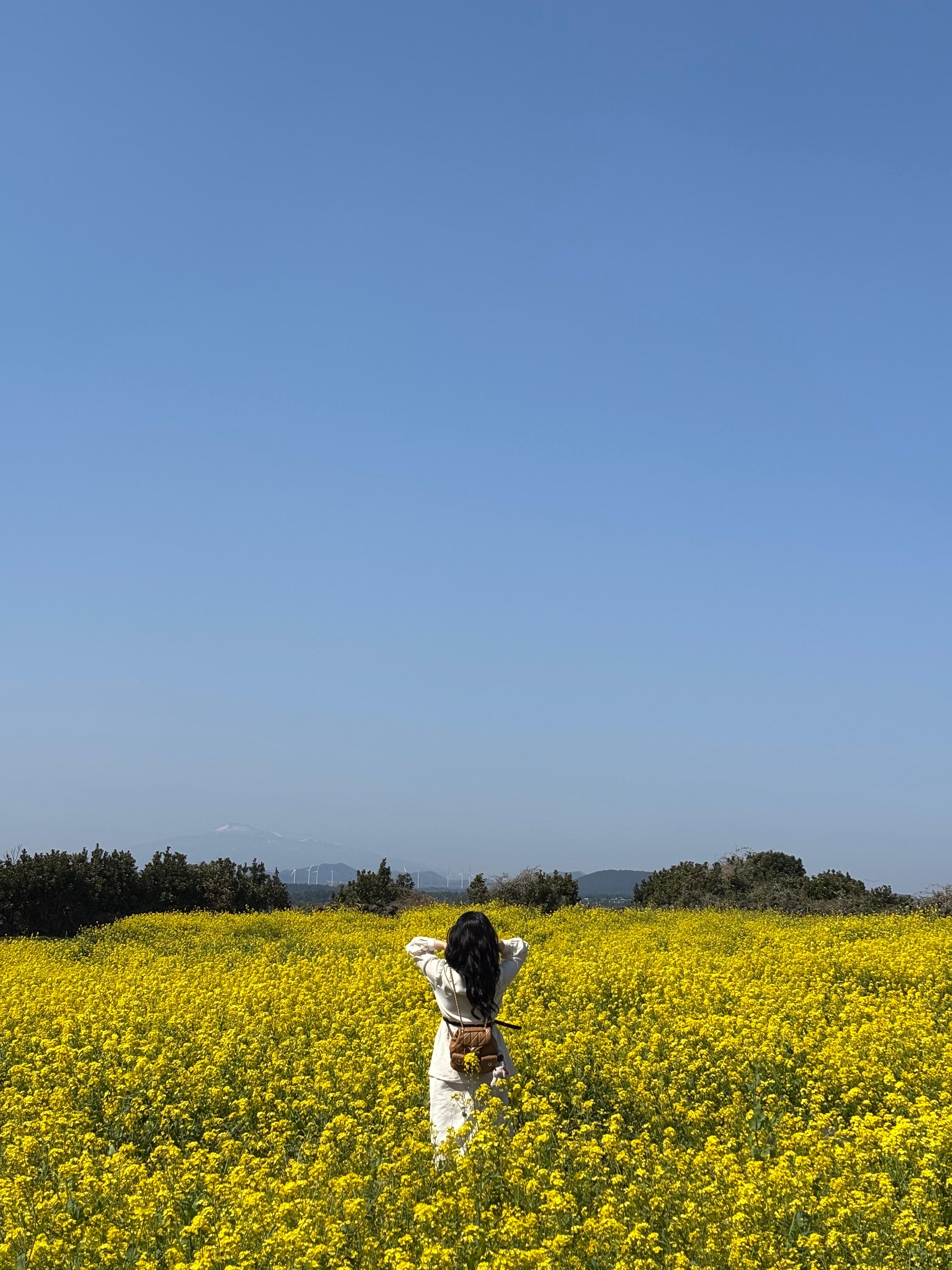 성산일출봉 근처 유채꽃밭