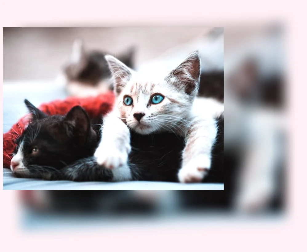 털빠짐 적은 고양이_3_subsection