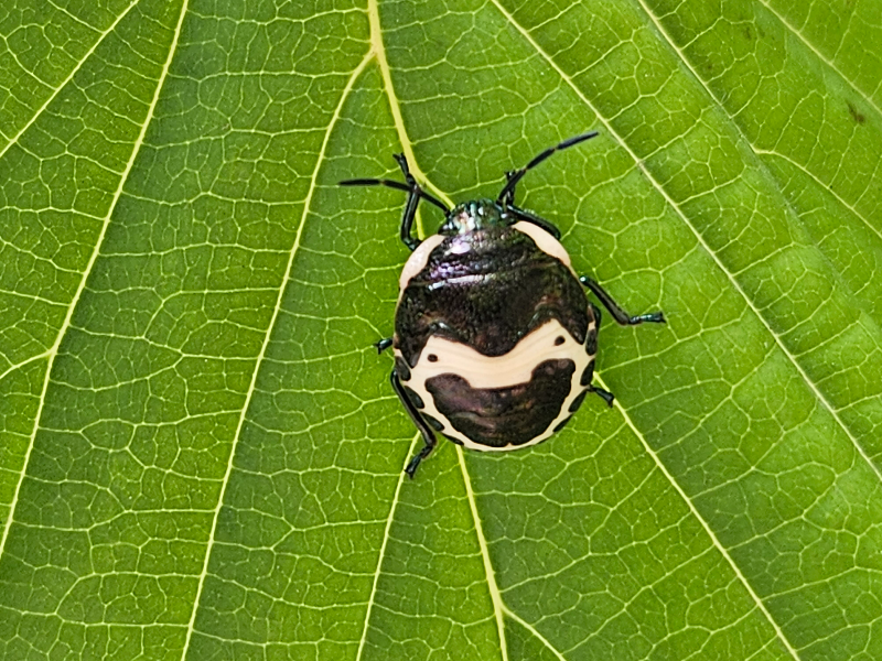 광대노린재 약충1