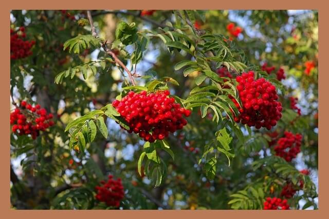 익은-마가목-열매