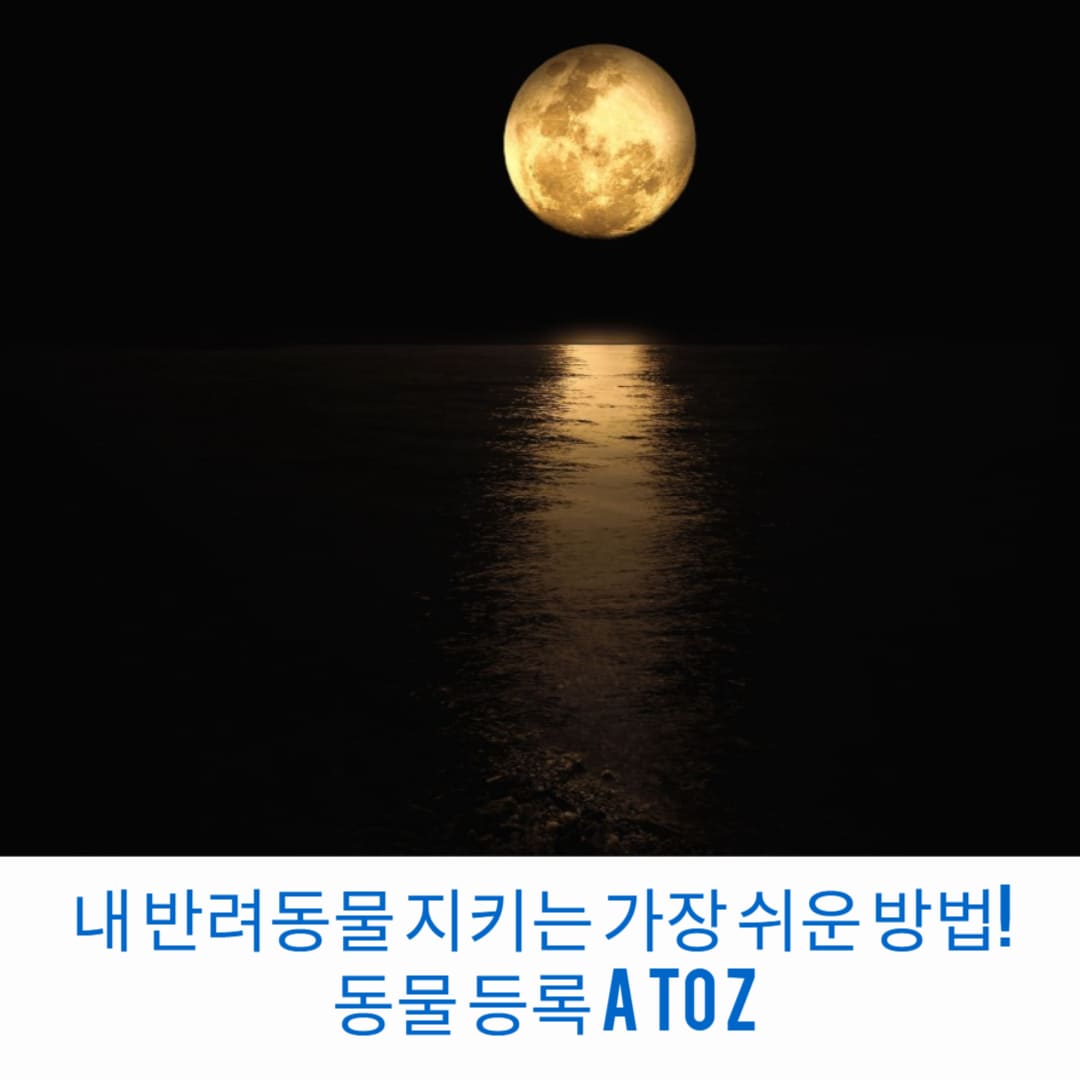 내-반려동물-지키는-가장-쉬운-방법-동물-등록-A-to-Z-썸네일