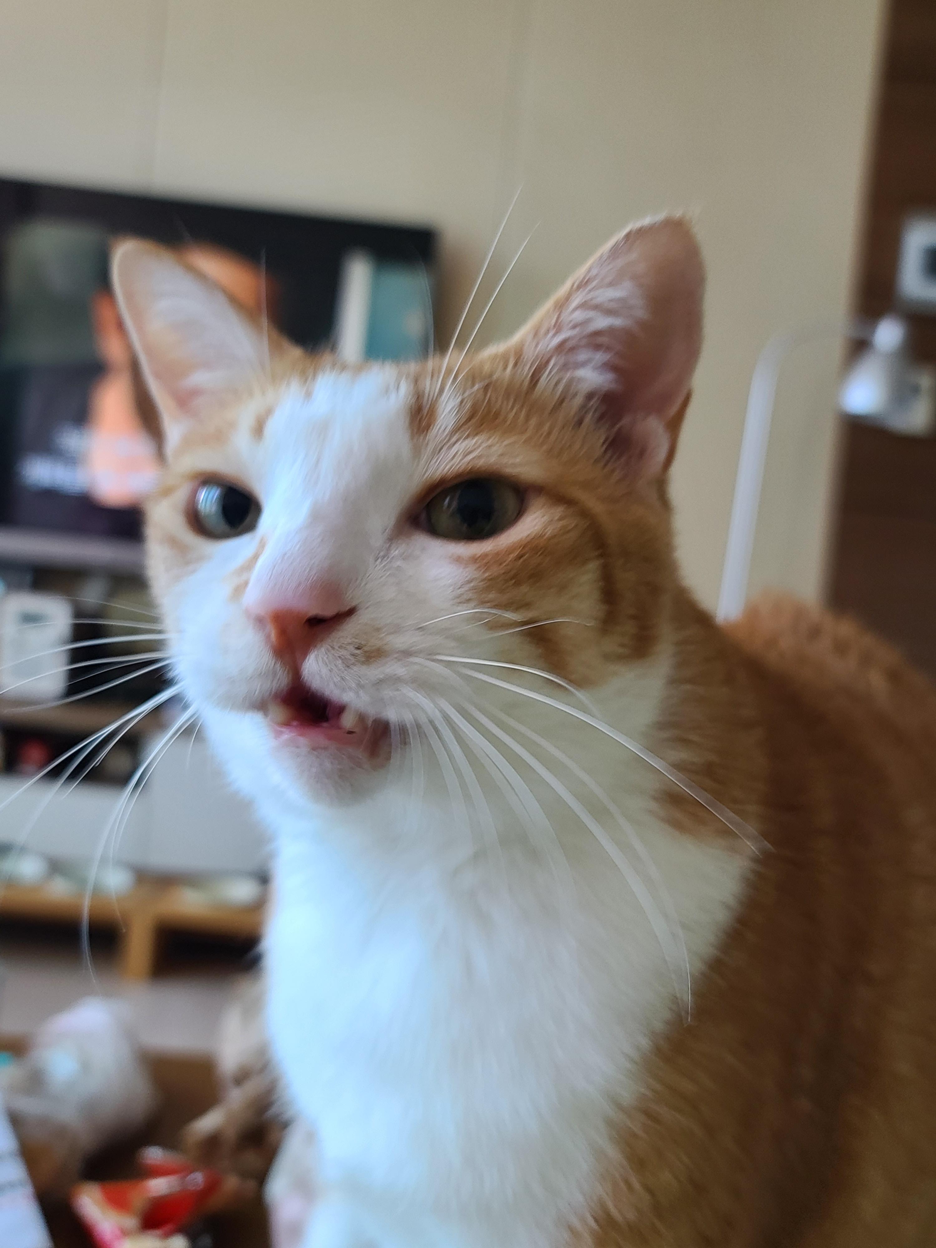 섭섭한게 많아서 말이 많아진 수다냥이 호야. 엄마랑 눈맞춤은 필수.