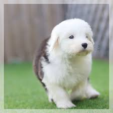 올드 잉글리시 쉽독사진