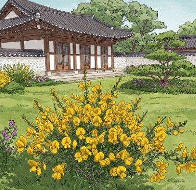 골담초가 자라는 한옥정원