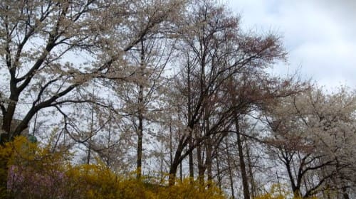 벚꽃-개화시기-서울벚꽃명소-여의도윤중로-어린이대공원