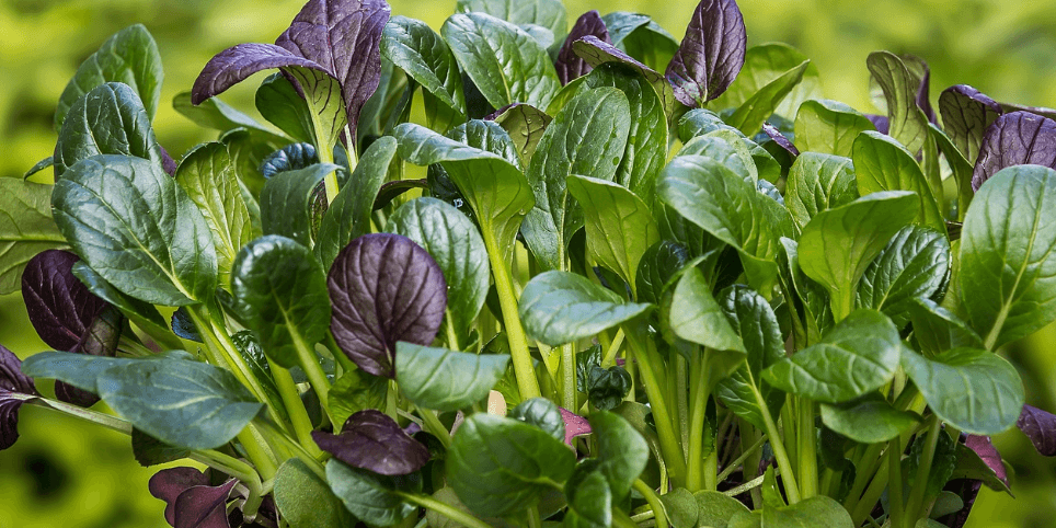 생리통에 좋은 음식 사진 - 122