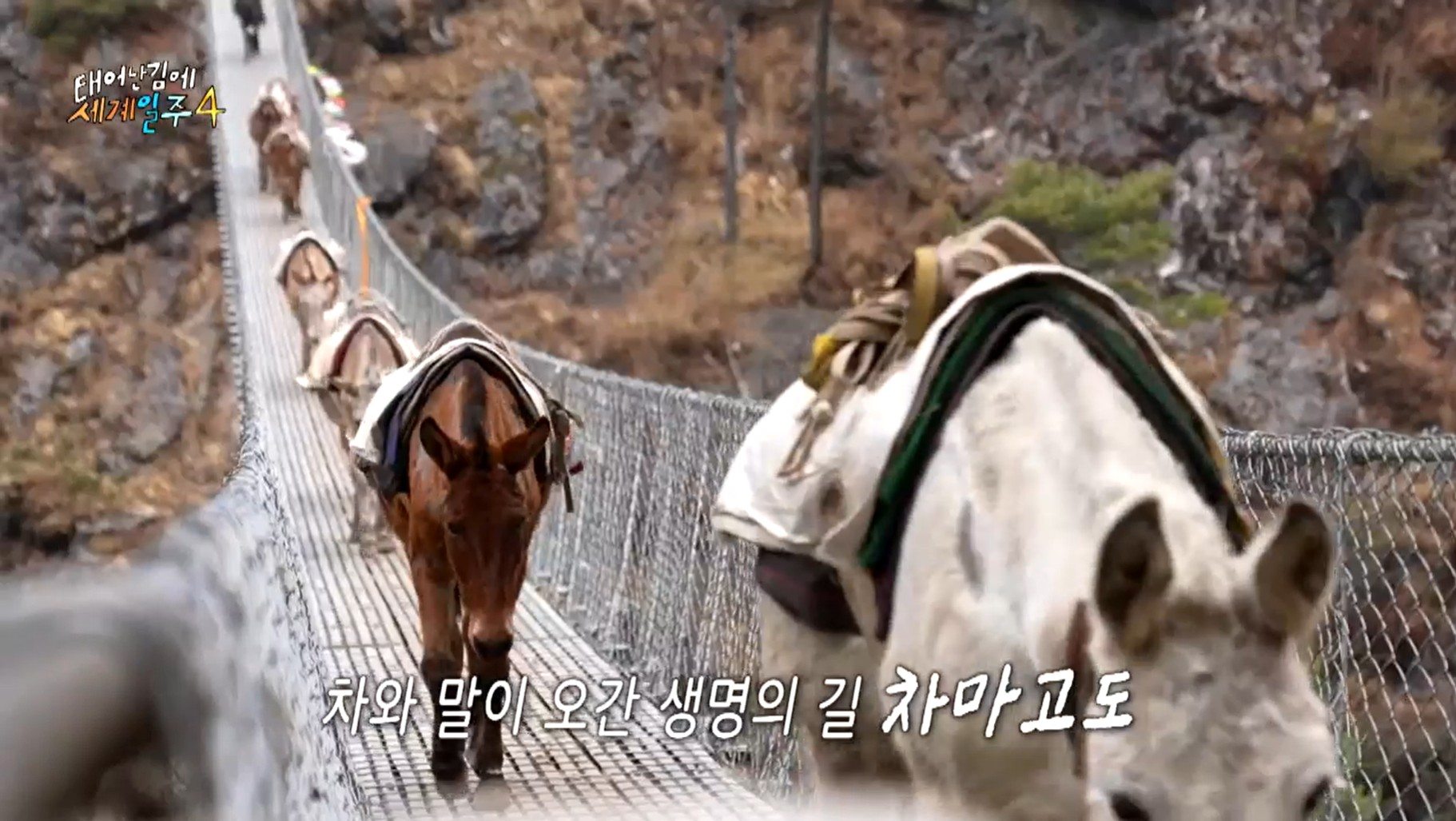 태어난김에 세계일주 4 차마고도 ott