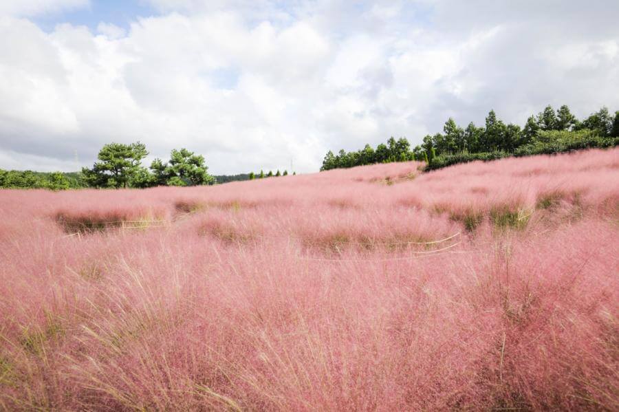휴애리핑크뮬리축제