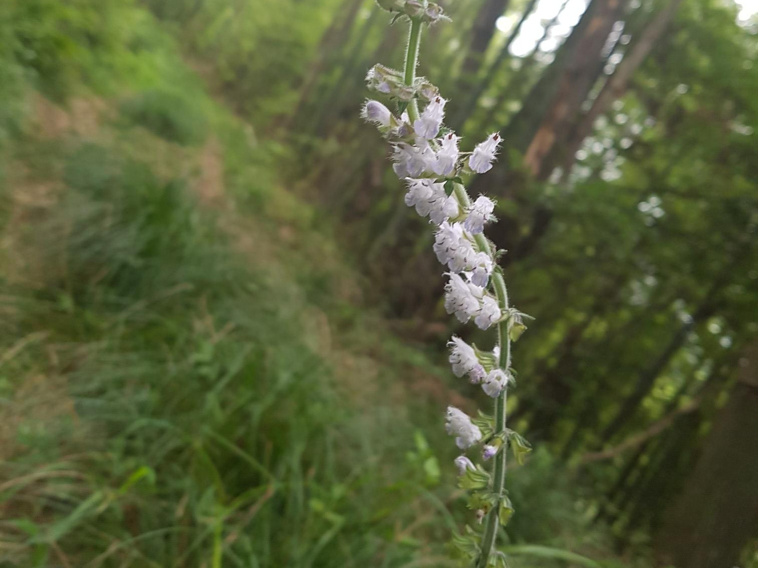 둥근배암차지기