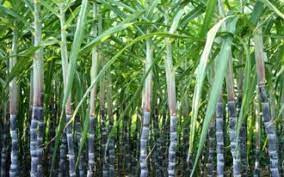 폴리코사놀 효능 부작용 (3주 섭취 후기)