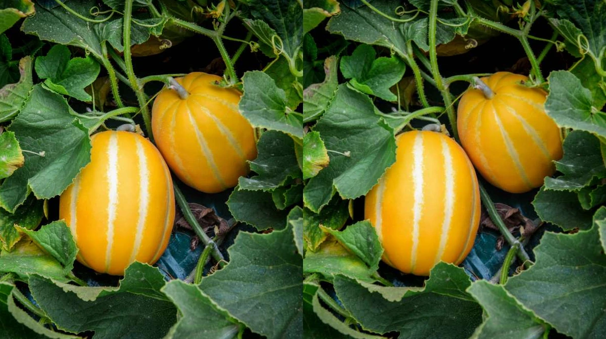 참외 밭에 심겨져 있는 참외