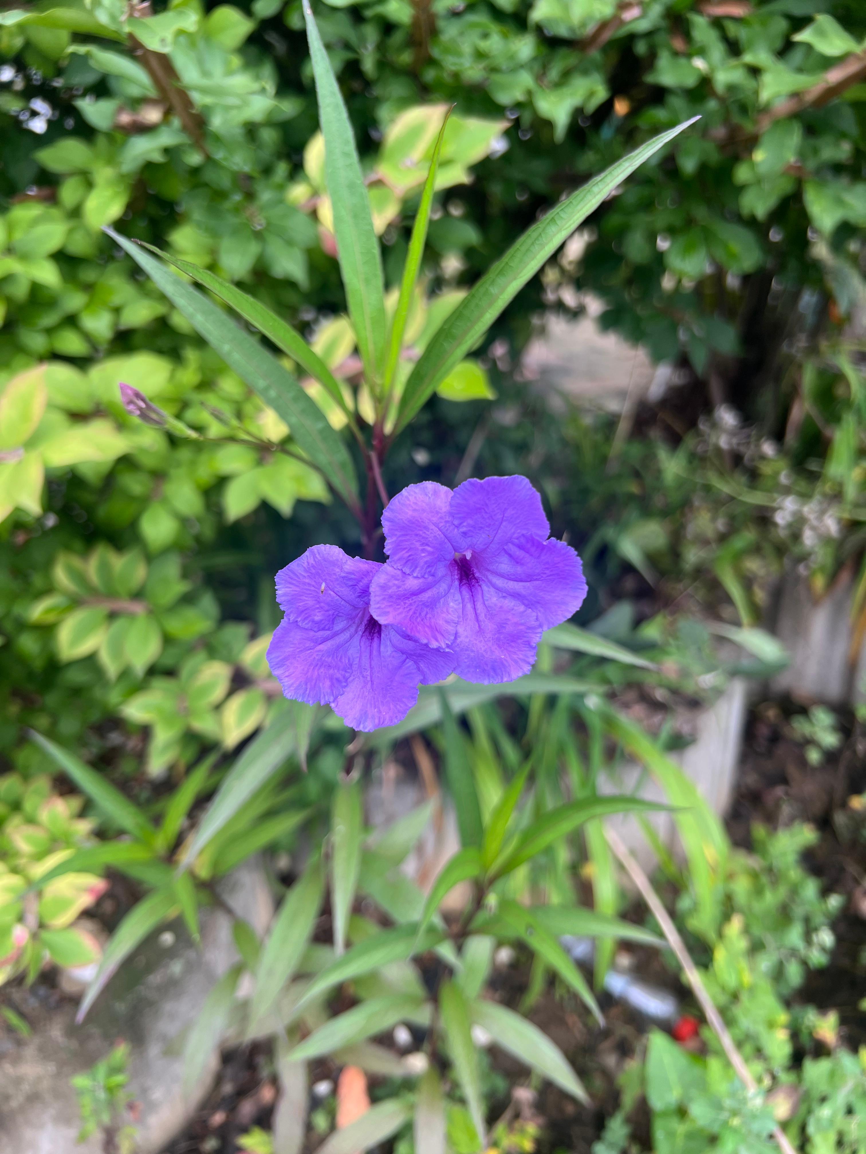 멕시코나팔꽃