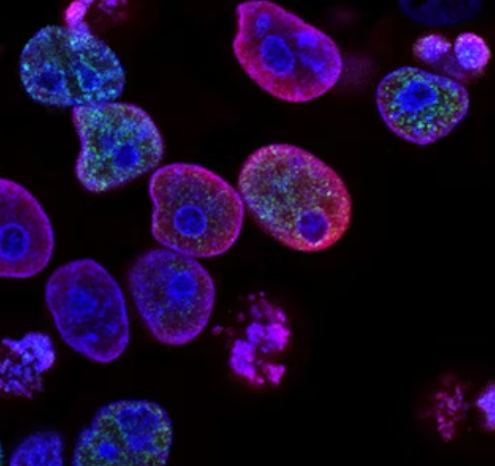 아르기닌 효능 - 세포 재생