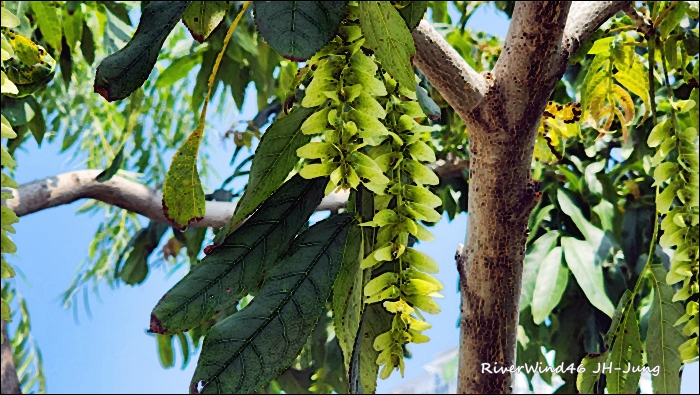 중국굴피나무(Celtis sinensis), 동의보감에도 수록된 약용 나무