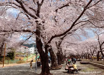 2025년 벚꽃축제 일정 시기 명소_15