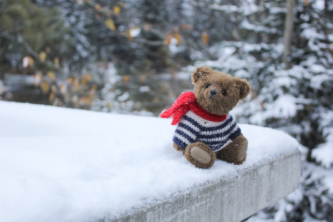 Teddy