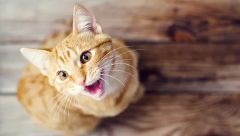 고양이 구내염/출처:어도비스톡