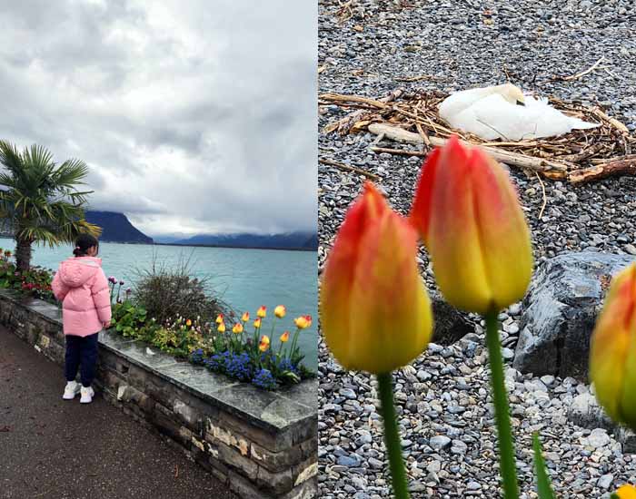 몽트뢰의 아미와 튤립, 몽트뢰의 튤립과 백조