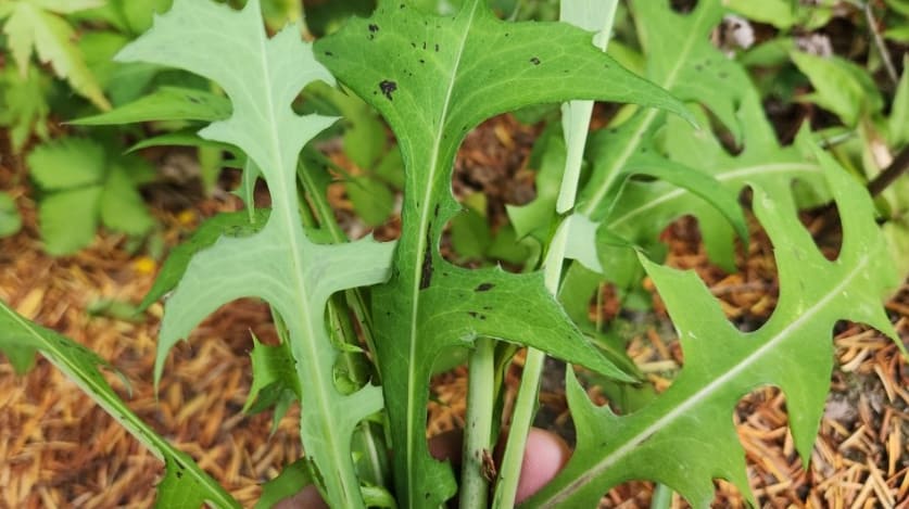 고들빼기 종류의 고들빼기