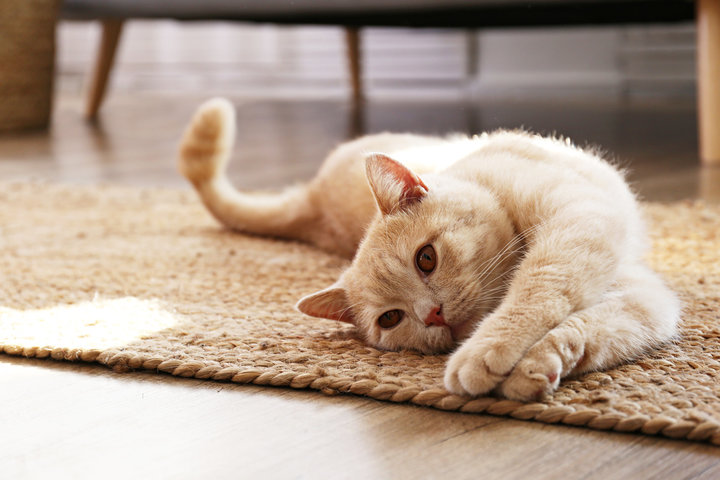 고양이 꿈 해몽 [새끼 고양이&amp;#44; 검은 고양이&amp;#44; 고양이 보는 꿈 등 ] 