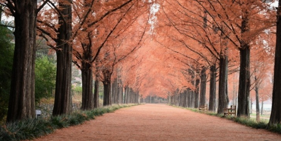 담양 메타스콰이어길의 가을
