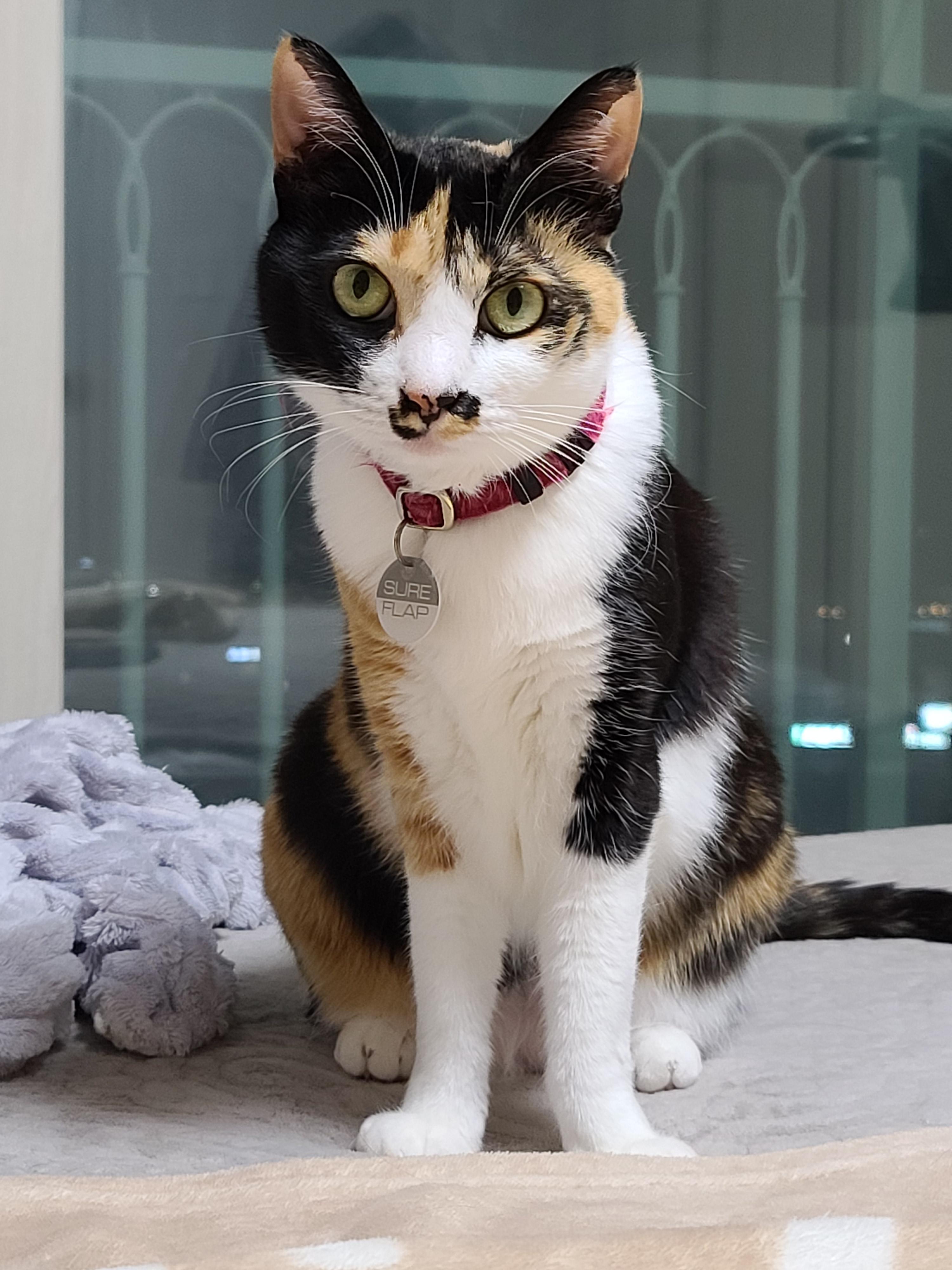 고양이 스케일링