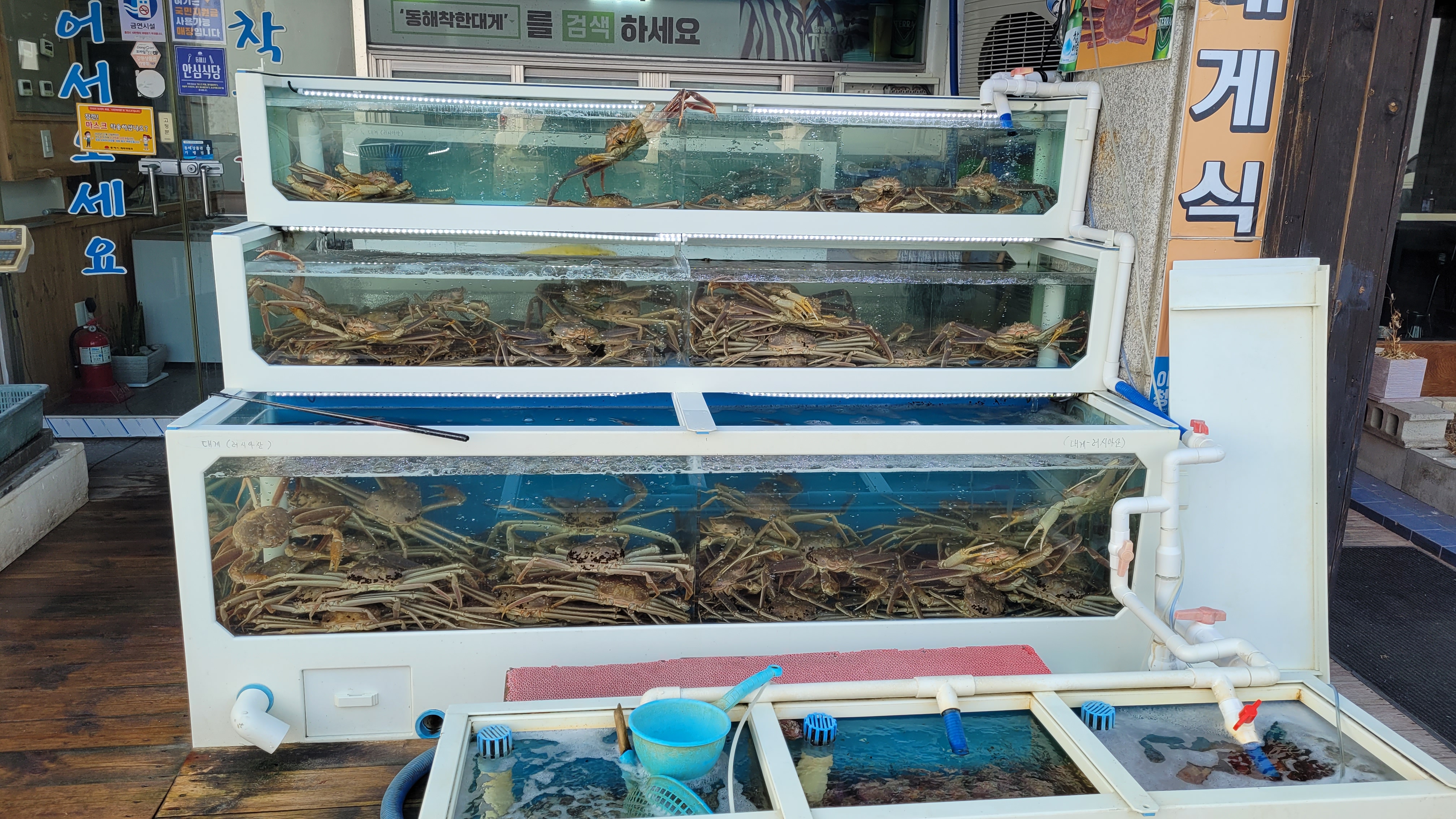 수조에 가득한 대게