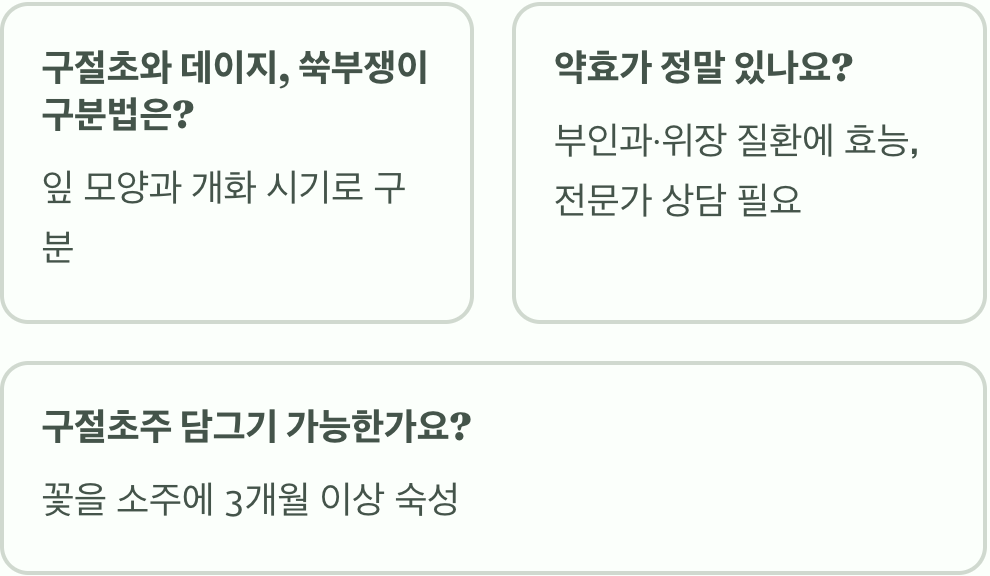 구절초 꽃말과 전해져 내려오는 의미