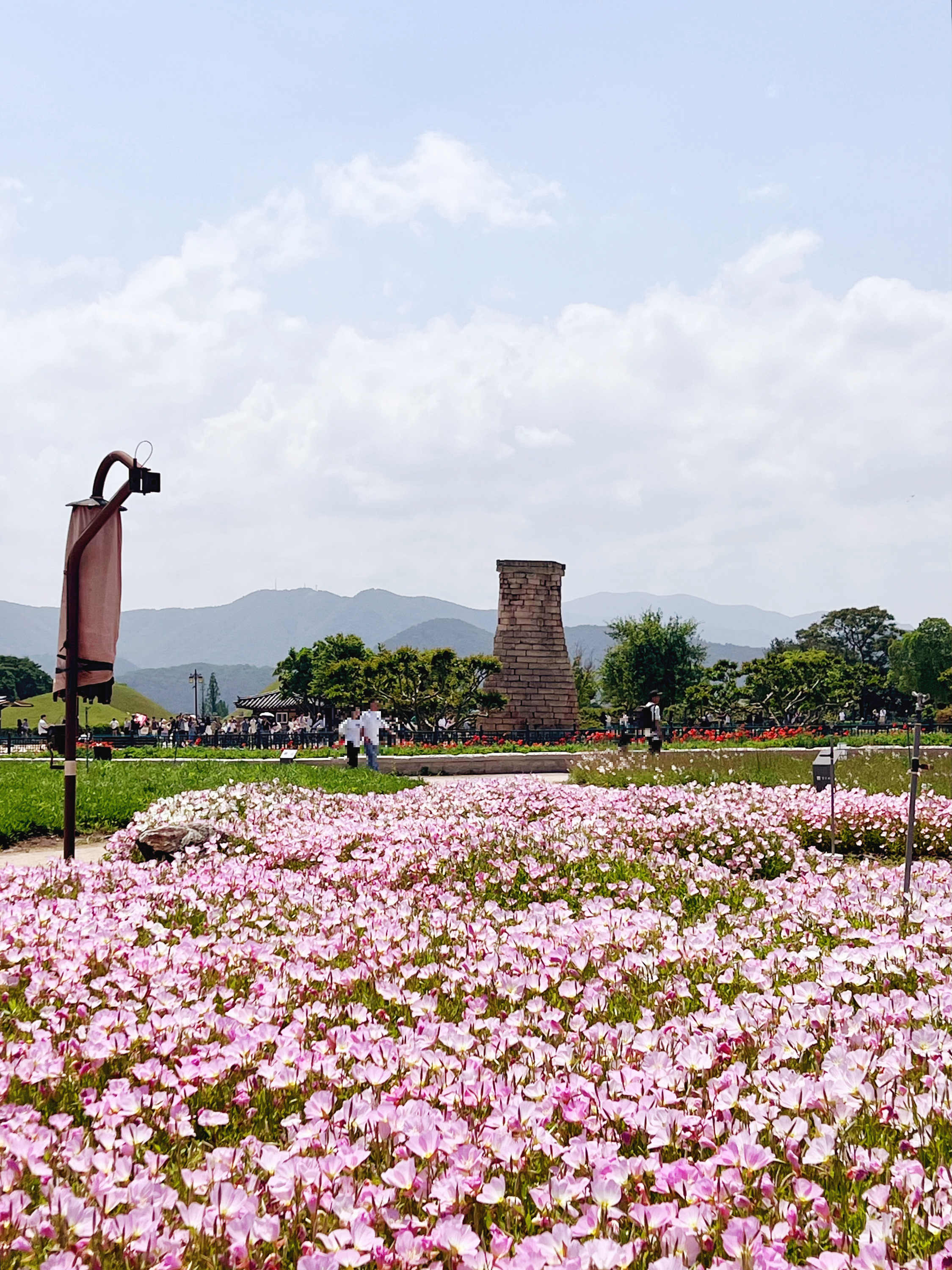 첨성대 달맞이꽃, 첨성대실시간, 경주봄꽃
경주꽃구경