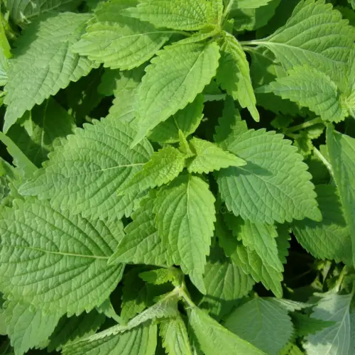 향유 잎 (Elsholtzia ciliata leaf)