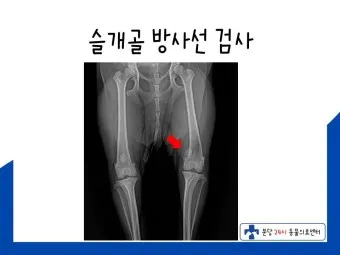 강아지 슬개골 탈구 수술 후유증_13