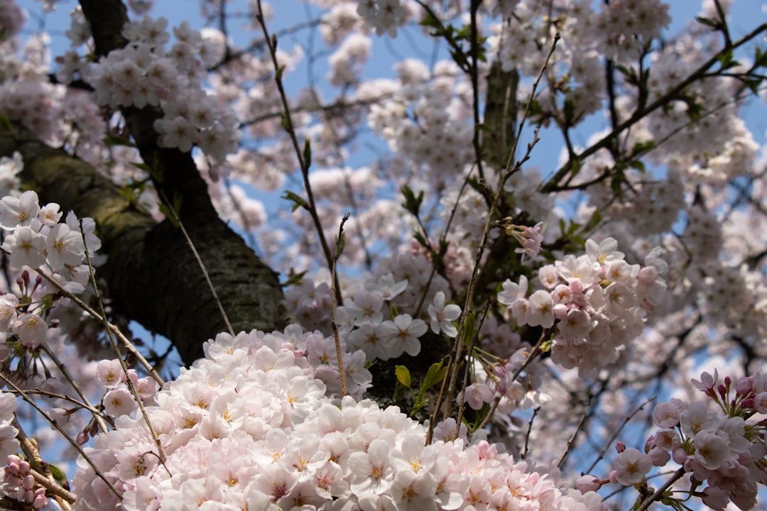 Cherry blossom.