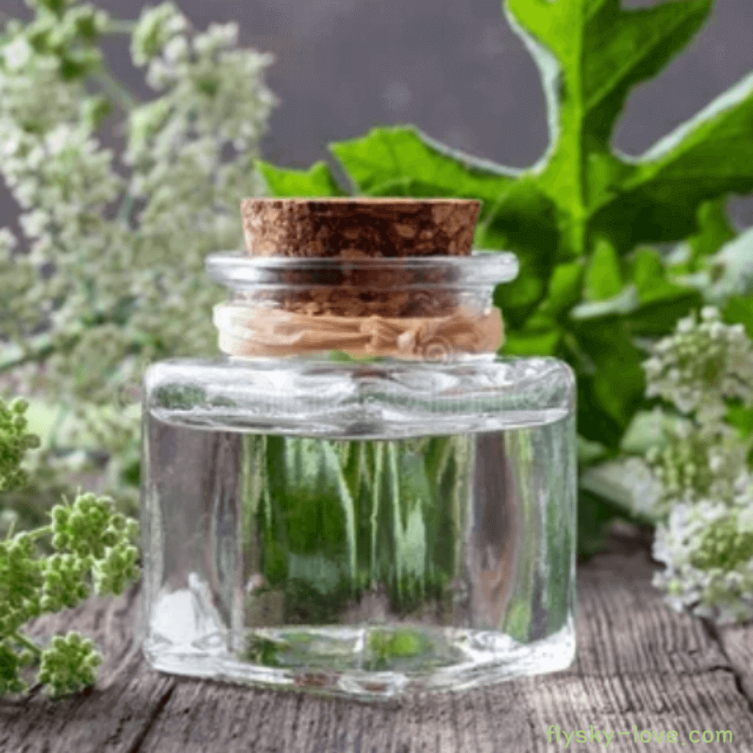 안젤리카 (Angelica), 안젤리카 오일